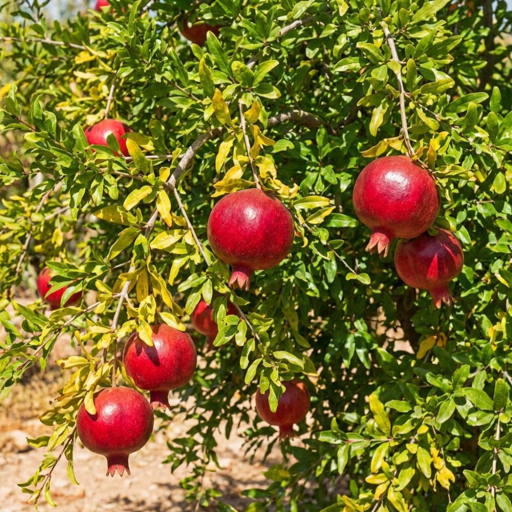 Wonderful Pomegranate Live Plant, Sweet Pomegranate Seedlings from 4 to 6 Inches Tall, Red Fruit Tree for Patios and Gardens