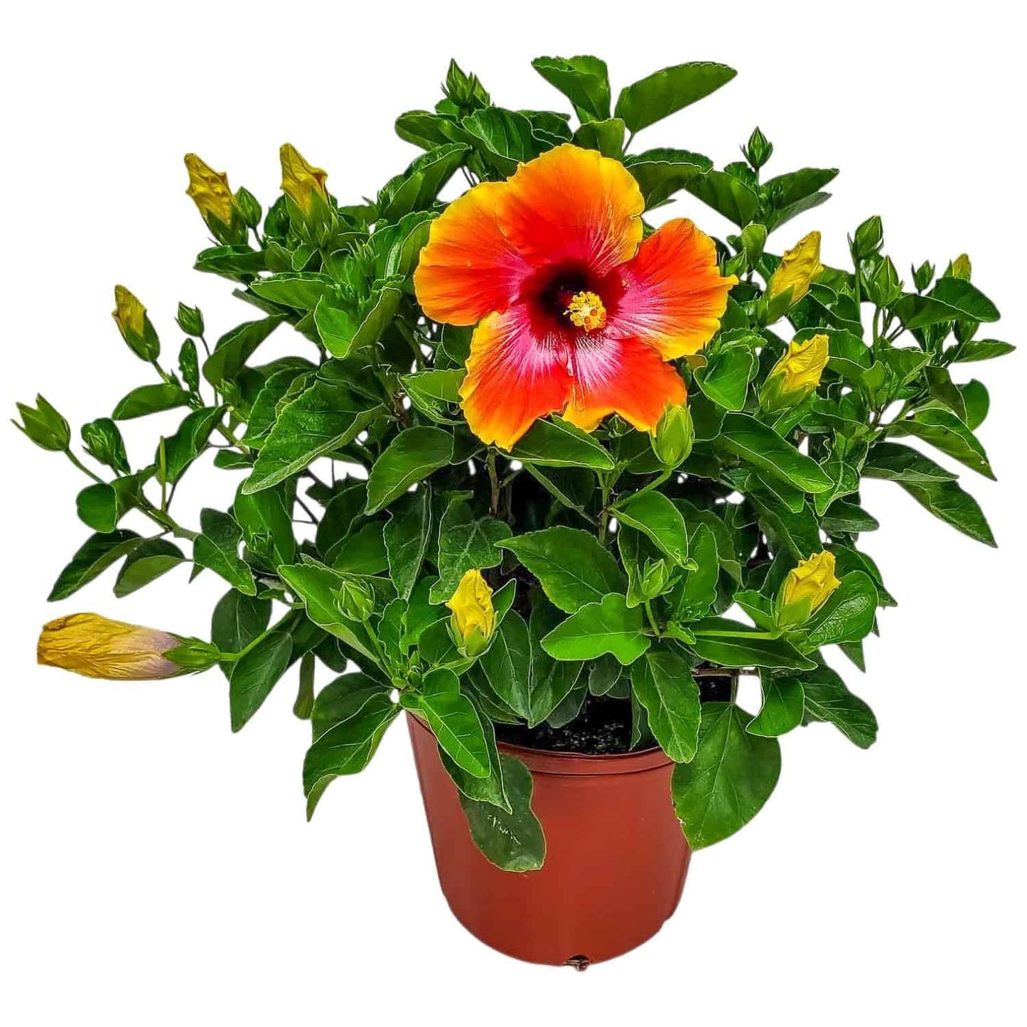 Hibiscus Bush - Fiesta Flower - Tropical Plants of Florida - 3 Gallon Pot - Overall Height 22" to 26" - Sunset Multicolor Blooms