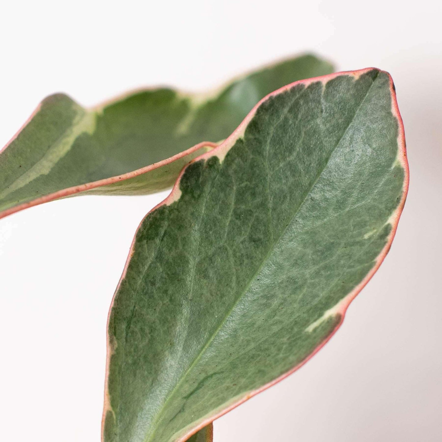 Peperomia Ginny Live Plant for Indoor | Different Houseplants in 3'' Pot | Real House Plant for Living Room, Office, Desk & Bathroom | Ginny | Peperomia clusiifolia