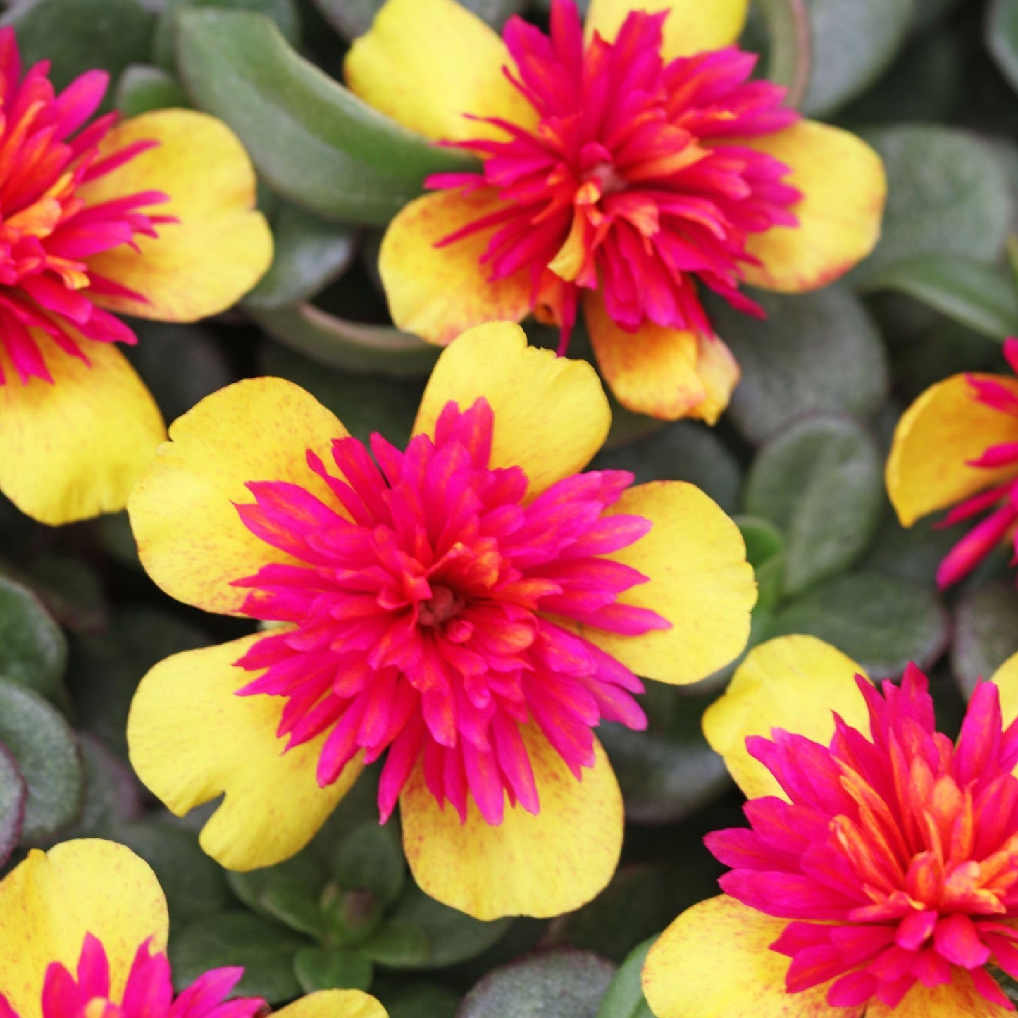Portulaca oleracea, 'Seaglass Double Guava', Moss Rose, Purslane, Succulent, Double Blooms on Low-Growing Foliage, Container Size: 3" (2.6x3.5)