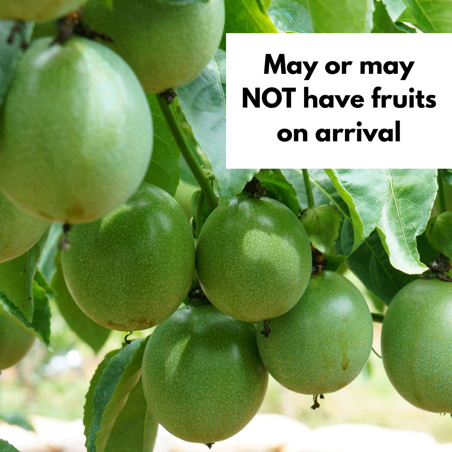 Purple Passion Fruit Tree Live Plant 1-2 Feet, Passionfruit Plant in Gallon Pot, High Yield, Fast Growing, Outdoor Garden Planting, No Ship to CA