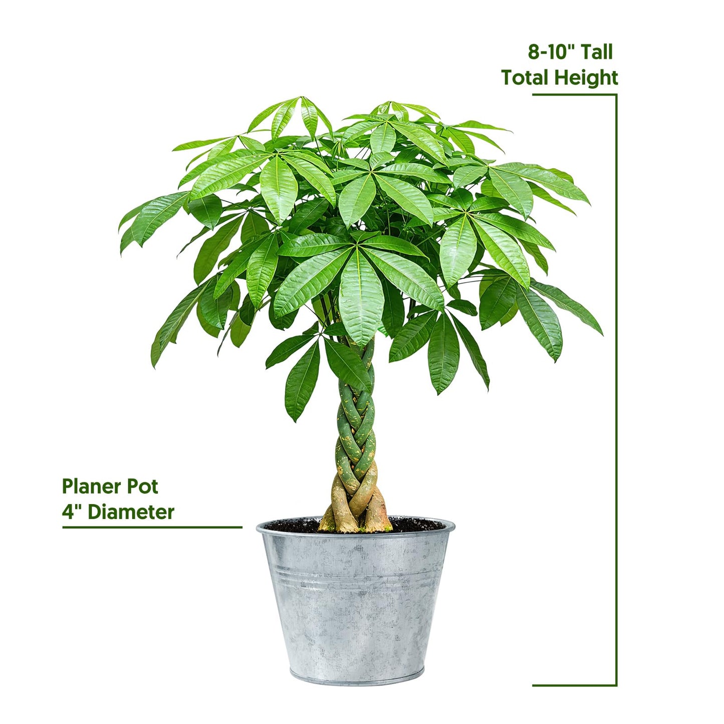 Live Plants Money Tree in 4" Matte Gray Pot, Easy to Grow Houseplant, Indoor Bonsai, Home Office Decor, Birthday Housewarming Gift