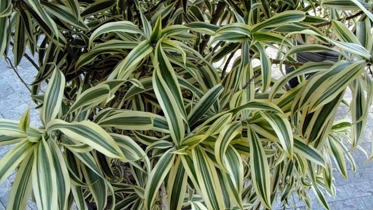 Song of India Plant - 3 Live Plants in 6 Inch Pots - Dracaena Reflexa - Beautiful Easy to Grow Air Purifying Indoor Plant