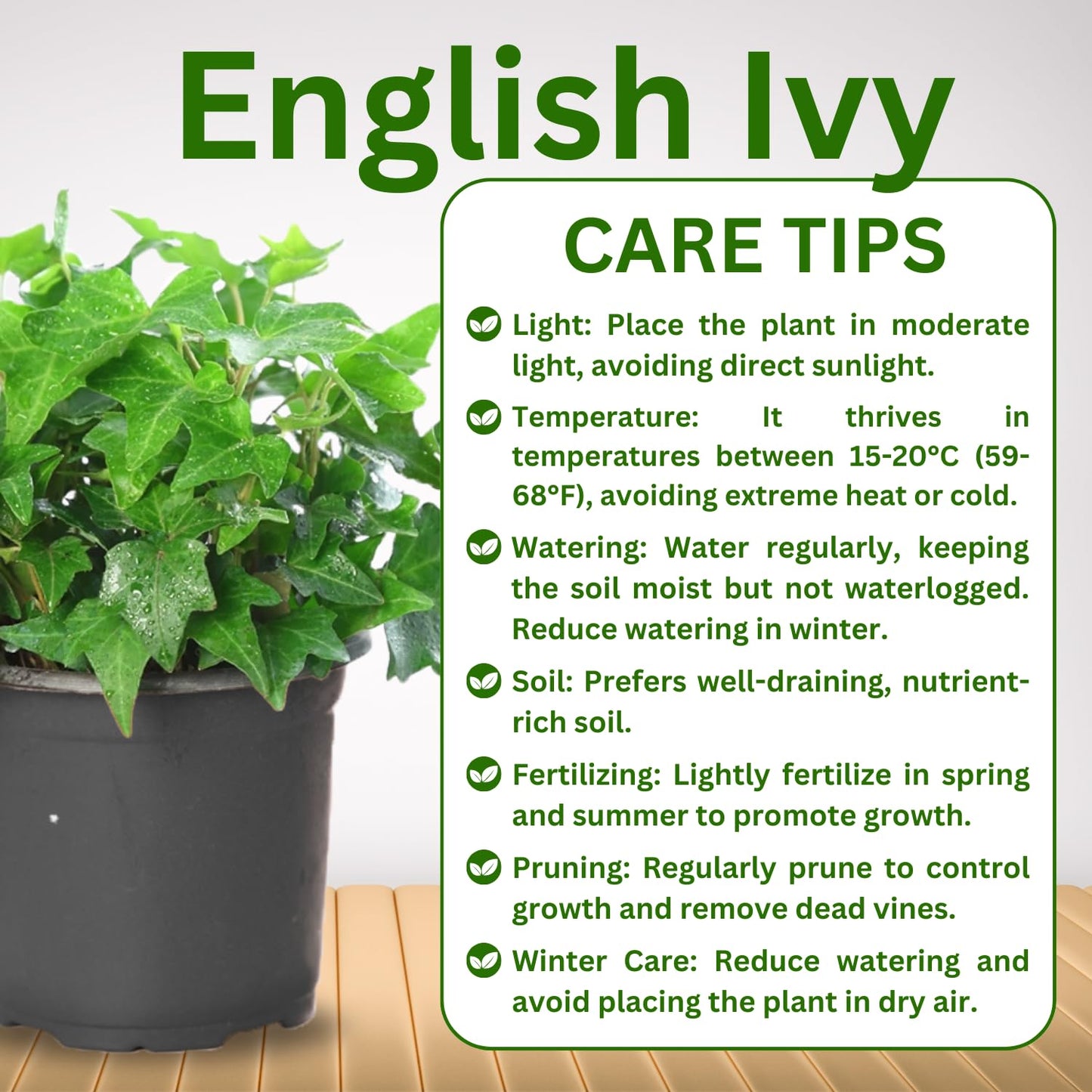 Trailing English Ivy Live Plant, Hardy Ivy Plants in 4" Pot, Climbing Plants Outdoor Garden, Easy Care House Plant (Green)