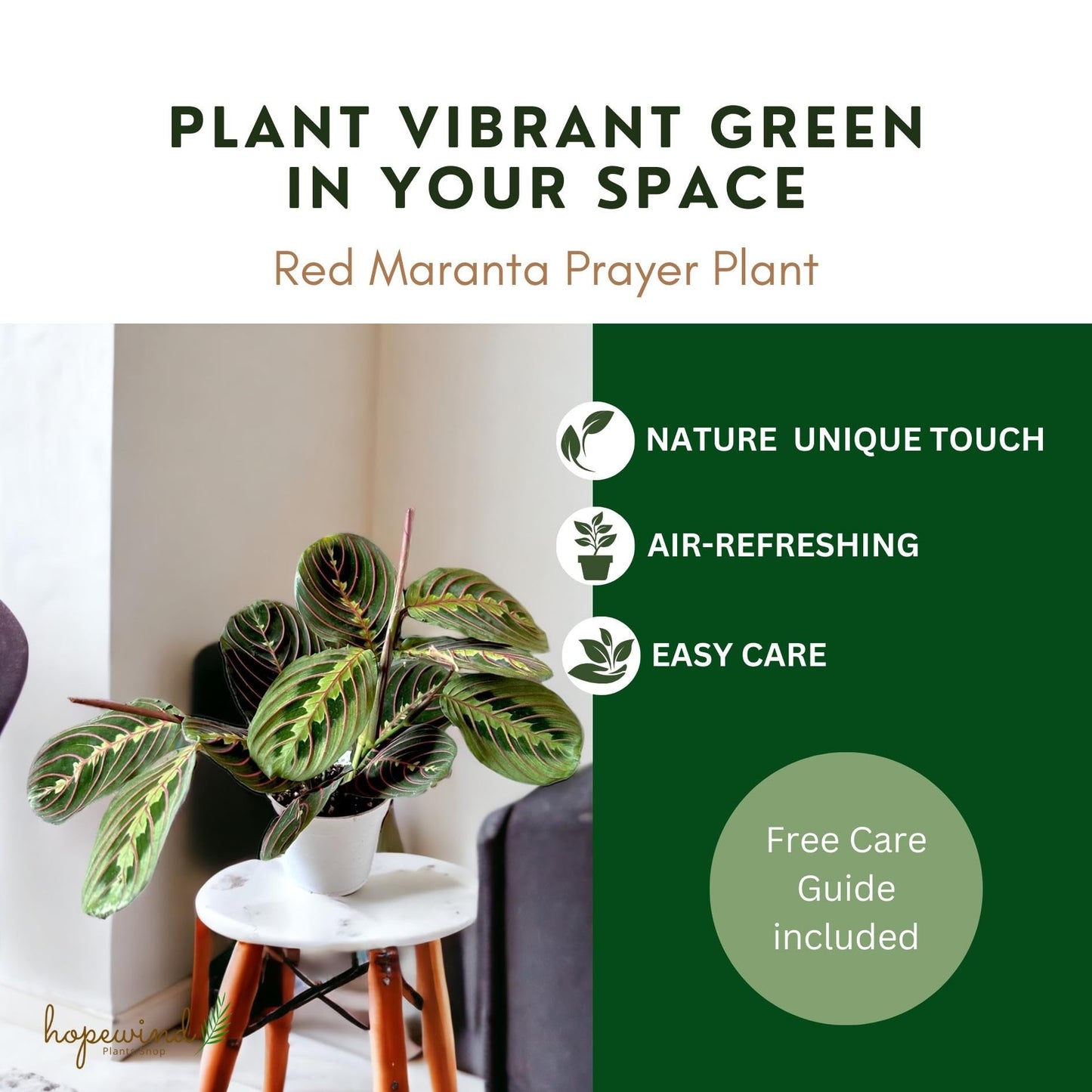 Hopewind Plants Shop, Red Prayer Plant, Red Maranta, Gorgeous Live Indoor Plant, Easy to Care and Rare Variety 4 inch Pot