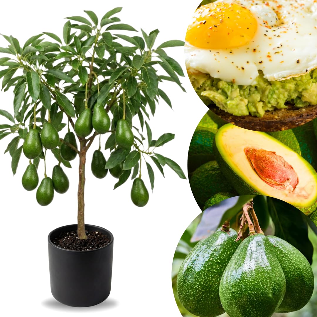 3 Gallon Big Avocado Tree Live Plant, 1-2 Ft Well Rooted, Ready to Bear Fruit, 2 Years Old Live Avocado Tree Plant Grafted (HASS)