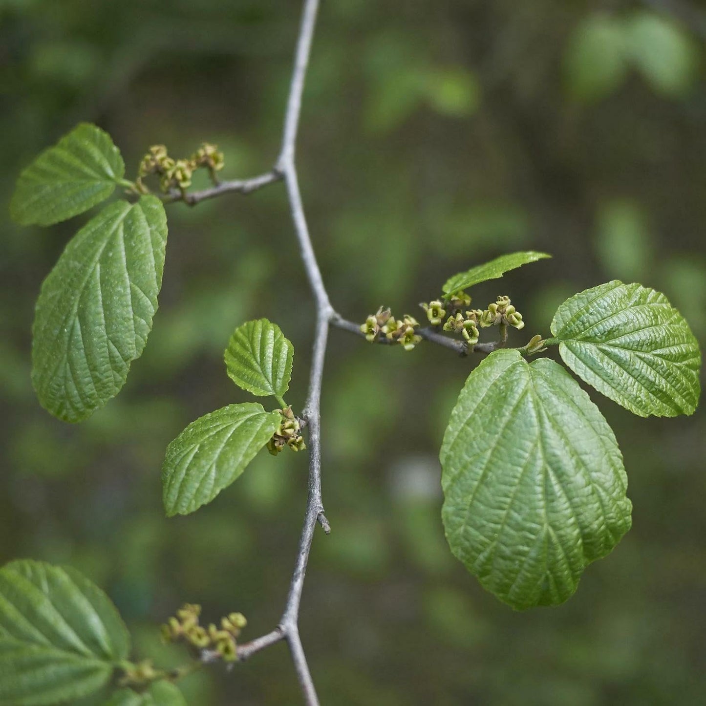 Live Plant - 2 Witch Hazel Shrubs - 8-12" Tall - Live Plants - 4" Pots - Hamamelis virginiana