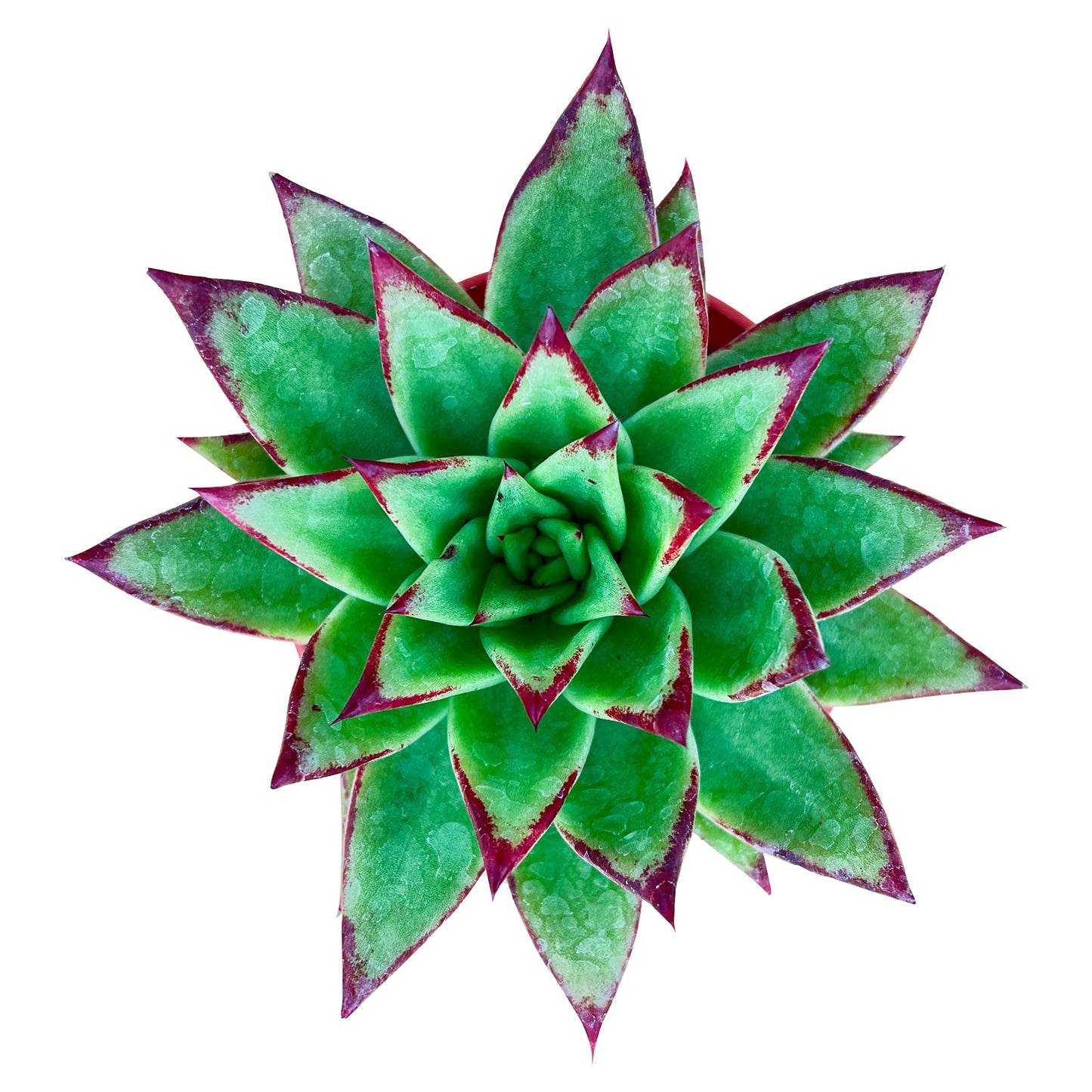 Sprout N Green Echeveria agavoides 'Lipstick', Live Succulent Fully Rooted in 4 inch Starter Pot, House Plant for Indoor Outdoor Home Office Wedding Decoration Party Favor