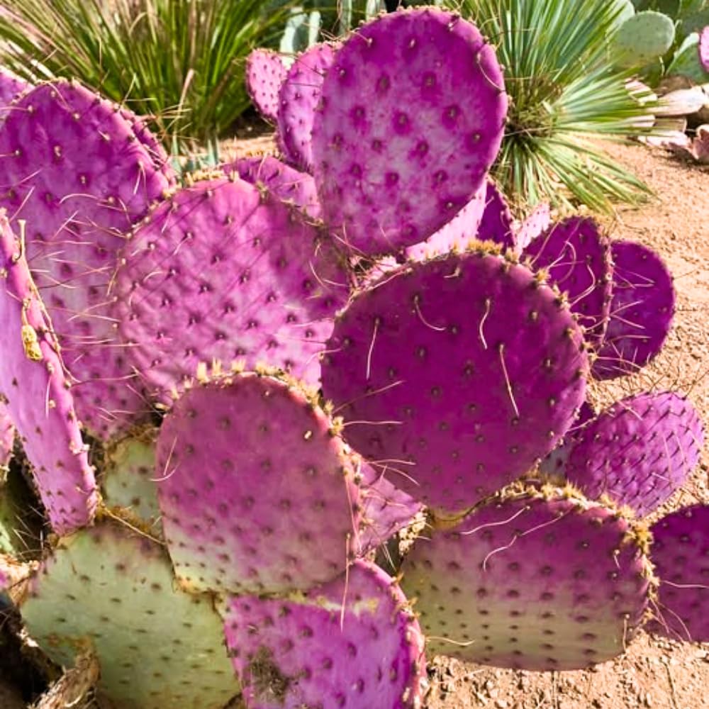 Purple Prickly Pear Cactus Live Plant, in 3 Inch Pot, Prickly Cactus Plant, Colorful Succulent for Garden and Containers