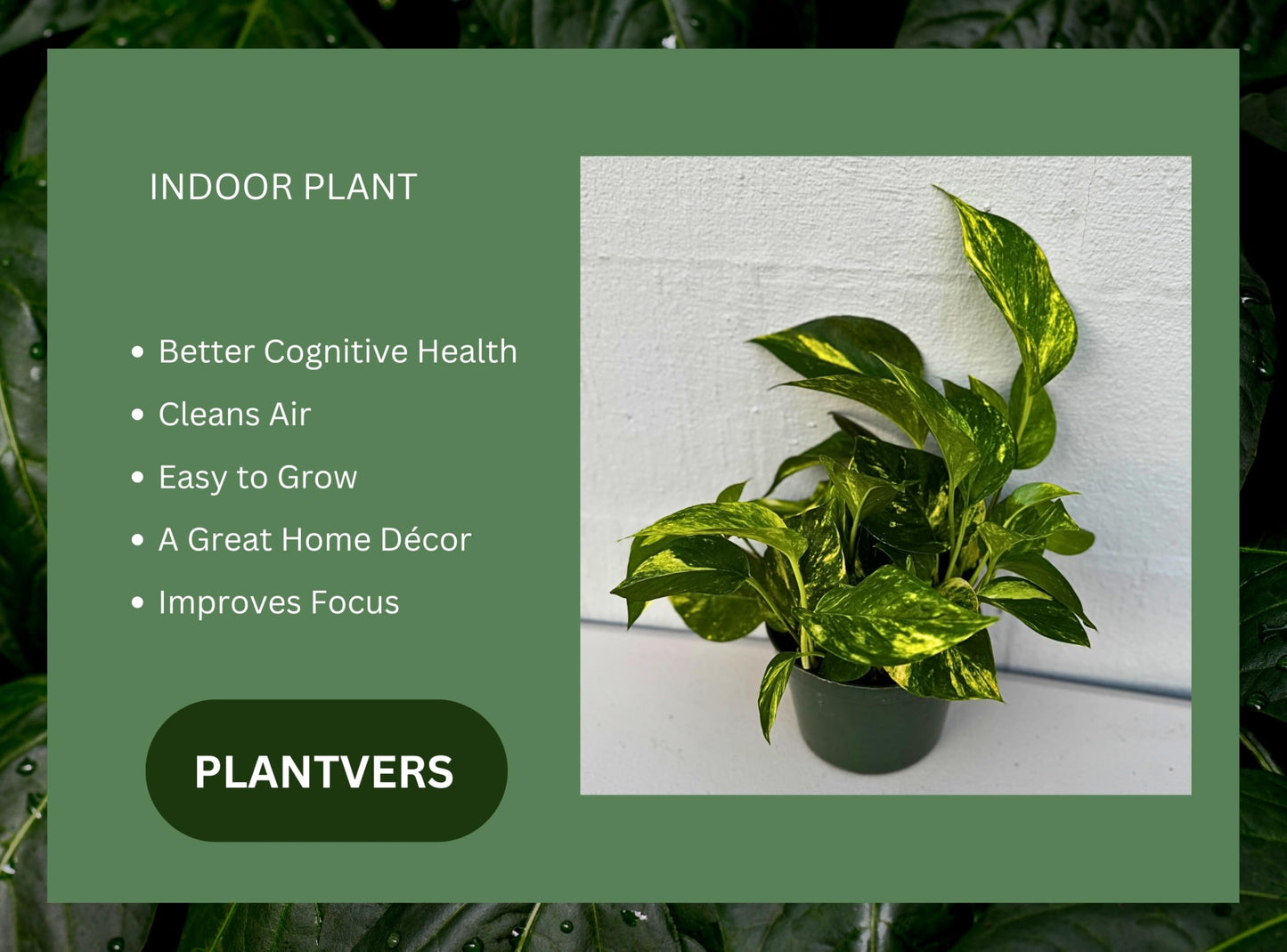 PLANTVERS Golden Pothos in a 6" Grow Pot | Epipremnum Aureum | Devil’s Ivy Indoor Vine | Air Purifying Plant | Low Maintenance & Easy Care Indoor Plant | Tropical Vining Plant | Trailing Houseplant
