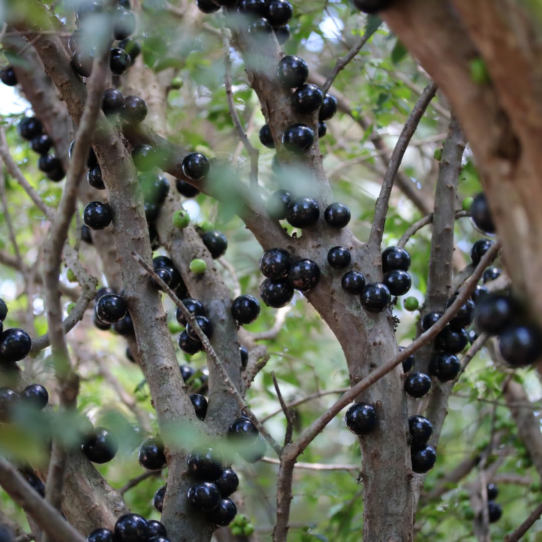 Live Black Jaboticaba Tree Plant, Brazilian Jabuticaba Plant, Sweet Fruit Tree, 1 Feet Tall for Outdoor Planting