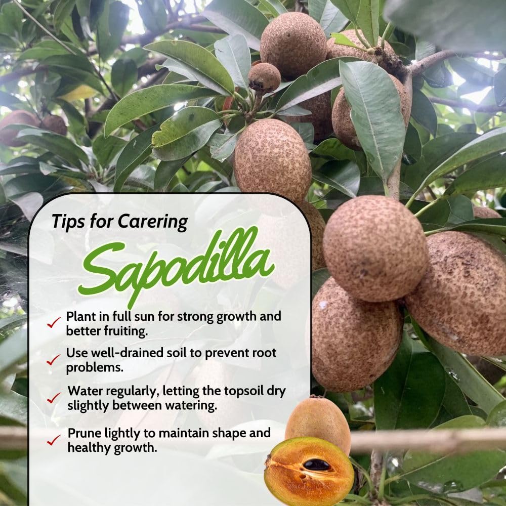 Live Sapodilla Plant 2-3 Feet in 3 Gallon Pot, Sapote Plant Live, Tropical Fruit Tree for Outdoor Garden, No Ship to CA