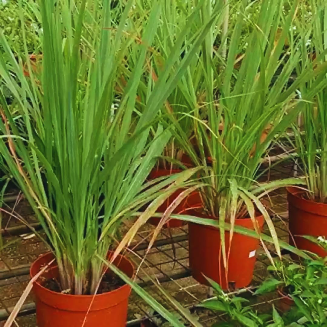4 Lemon Grass Live Plants, Live Lemongrass Plants, 10 Inches Long, Herb Plant, Well Rooted for Planting
