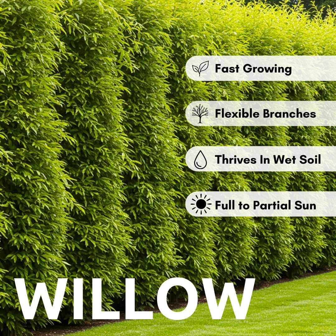 Green Wall Willow Privacy Tree Cuttings to Grow – Ultra Fast Growing Privacy Screen – Hedge Willow Living Fences, Windbreaks & Natural Borders (10 Cuttings)
