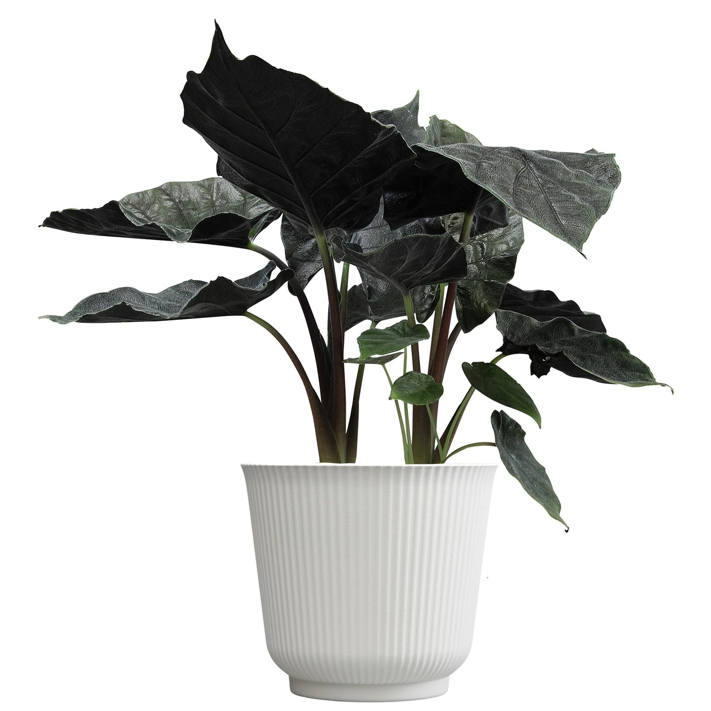 Alocasia Antoro Velvet, Unique Live Houseplant in 6" White Pot, Easy Live Gift, Elephant Ear, Houseplants for Desk Decorations, Real Botanical, Air Purifying Tropicals by Plants for Pets