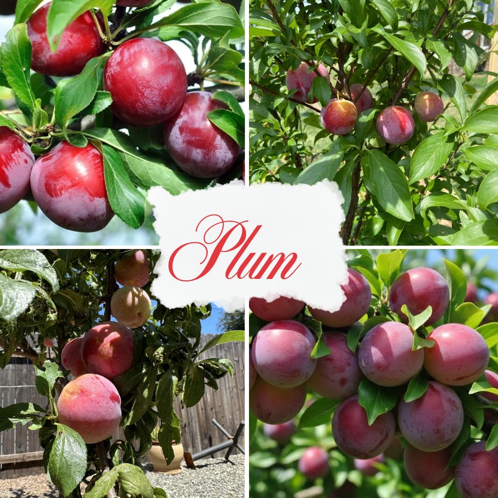 Plum Tree, Plum Live Plant, Sweet Fruit Plant, Live Fruit Tree for Outdoor Planting, 3 Feet Tall in 3 Gallon Pot, No Ship to CA (Red Purple)