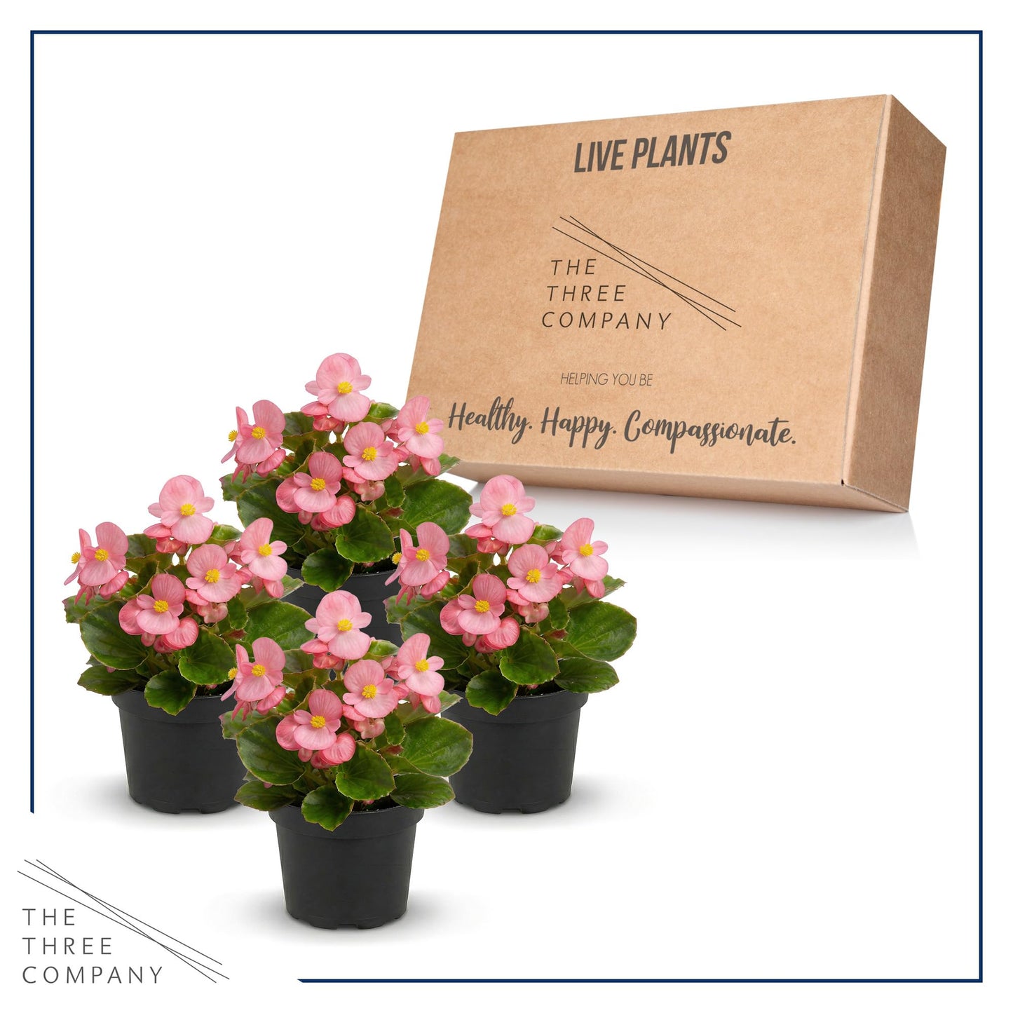 Live Begonia - Green Leaf Ambassador Pink (4 Per Pack), Beautiful Shade Annual, Ships 8" Tall by 4" Wide in 1 Pt Pot