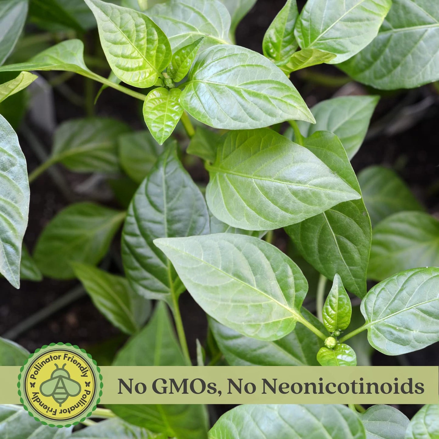 Clovers Garden Shishito Japanese Sweet Pepper Plants– Two (2) Live Plants – Non-GMO - Not Seeds - Each 4" to 8" Tall – in 4" Inch Pots – Sweet, Elongated Shape