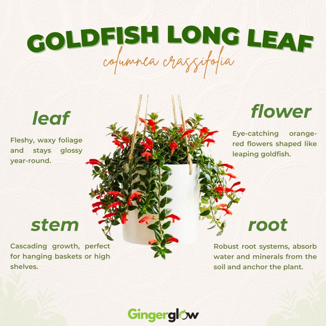 Traling Golden Fish Plant Live, 4-6 Inch Tall, Columnea Goldfish Plant with Long Foliage for Hanging Baskets or Indoor Display