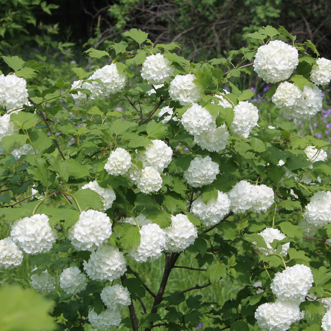 Old Snowball Viburnum Bush Plant Live, White Viburnum Bush Plants, 8 to 12 Inch Tall for Planting