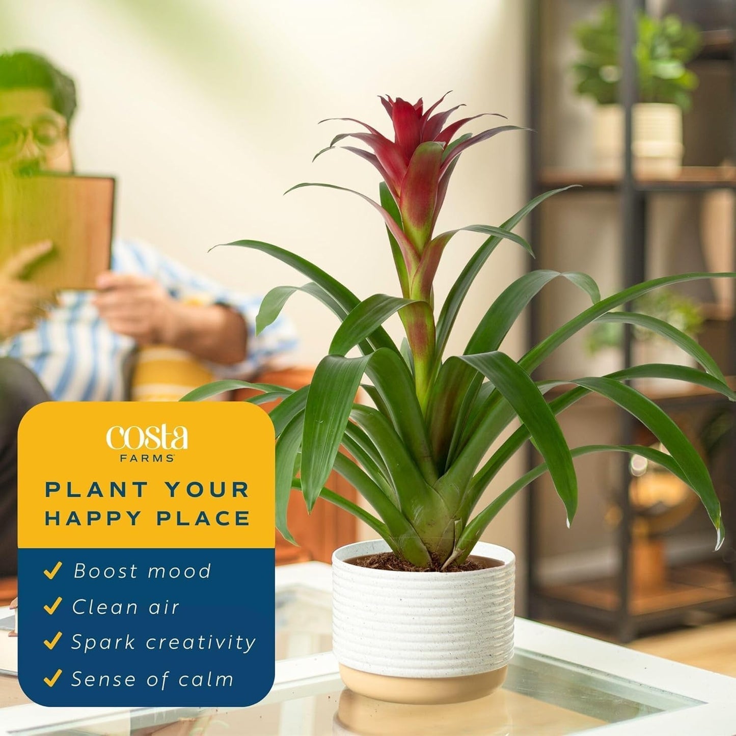 Costa Farms Bromeliad Live Plant in Decorative Pot, Flowering Indoor Houseplant, Perfect for Home, Room, or Office Decor, Great House Warming or Birthday Gift, 16-20 Inches Tall