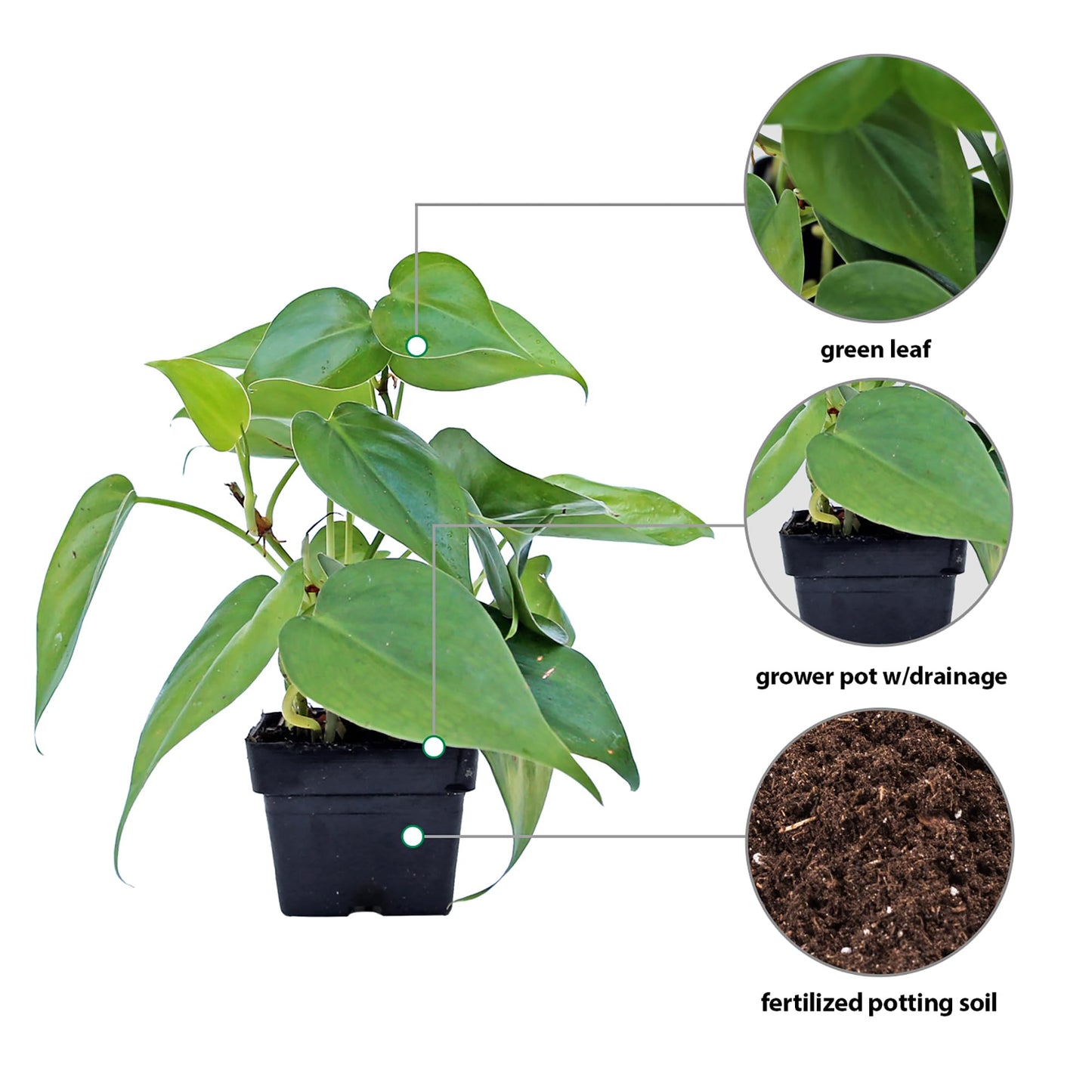 6 Pack Live Heartleaf Green Philodendron in 3 Inch Pots, Philodendron Hederaceum Indoor Houseplants, Vining Live Plants