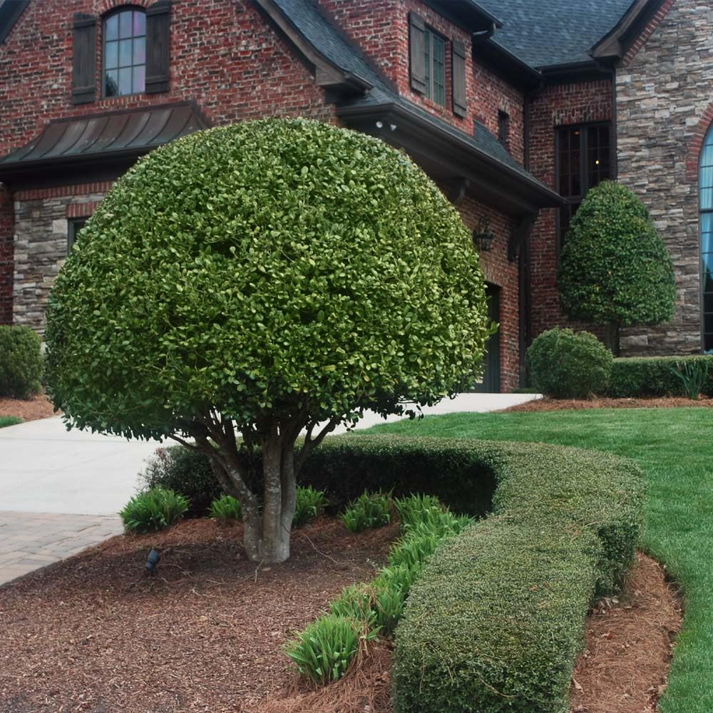 Brighter Blooms - Nellie Stevens Holly Shrub, 1 Gallon - No Shipping to AK, AZ, HI, OR