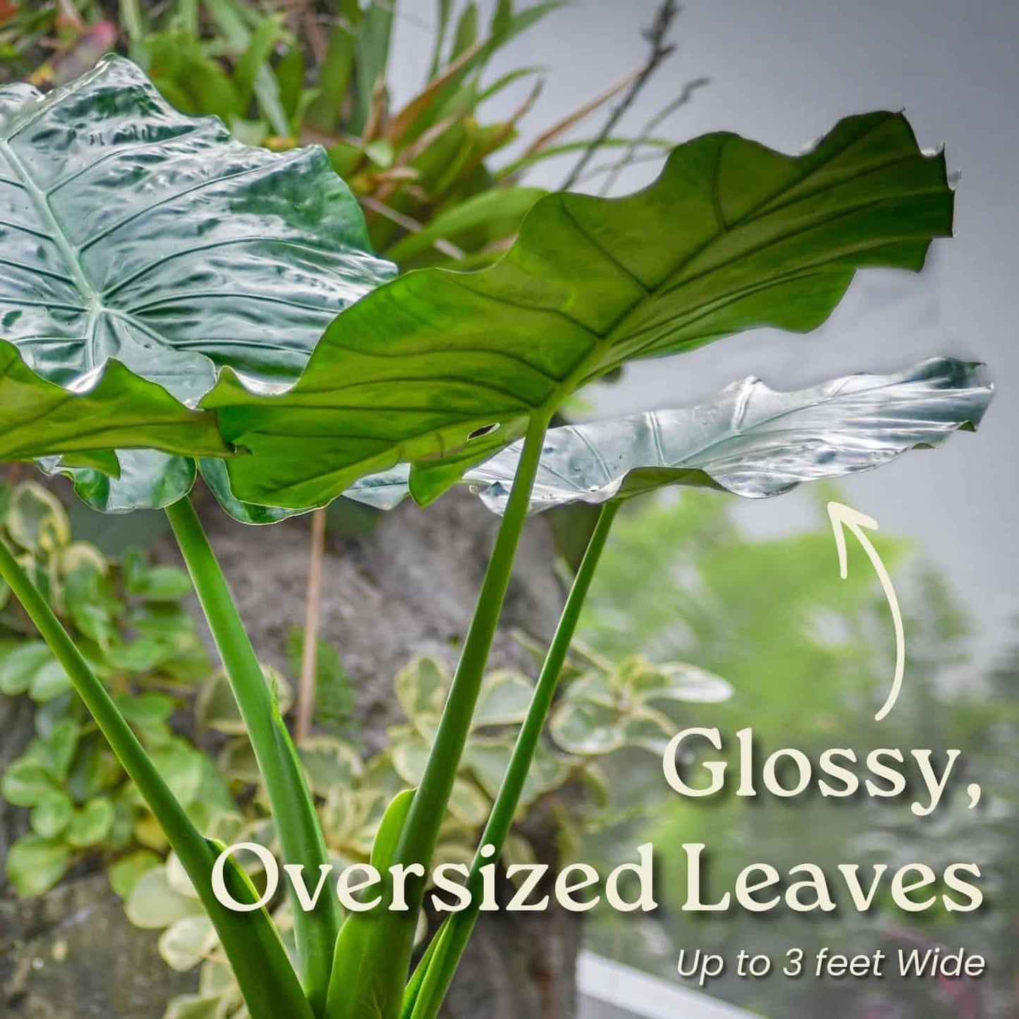 Tropical Plants of Florida Alocasia Borneo Giant Live Plant 3 Gallon 10 Inch Nursery Pot, 36 to 44 Inch Tall Elephant Ear Plant, Large Tropical Indoor Outdoor Foliage
