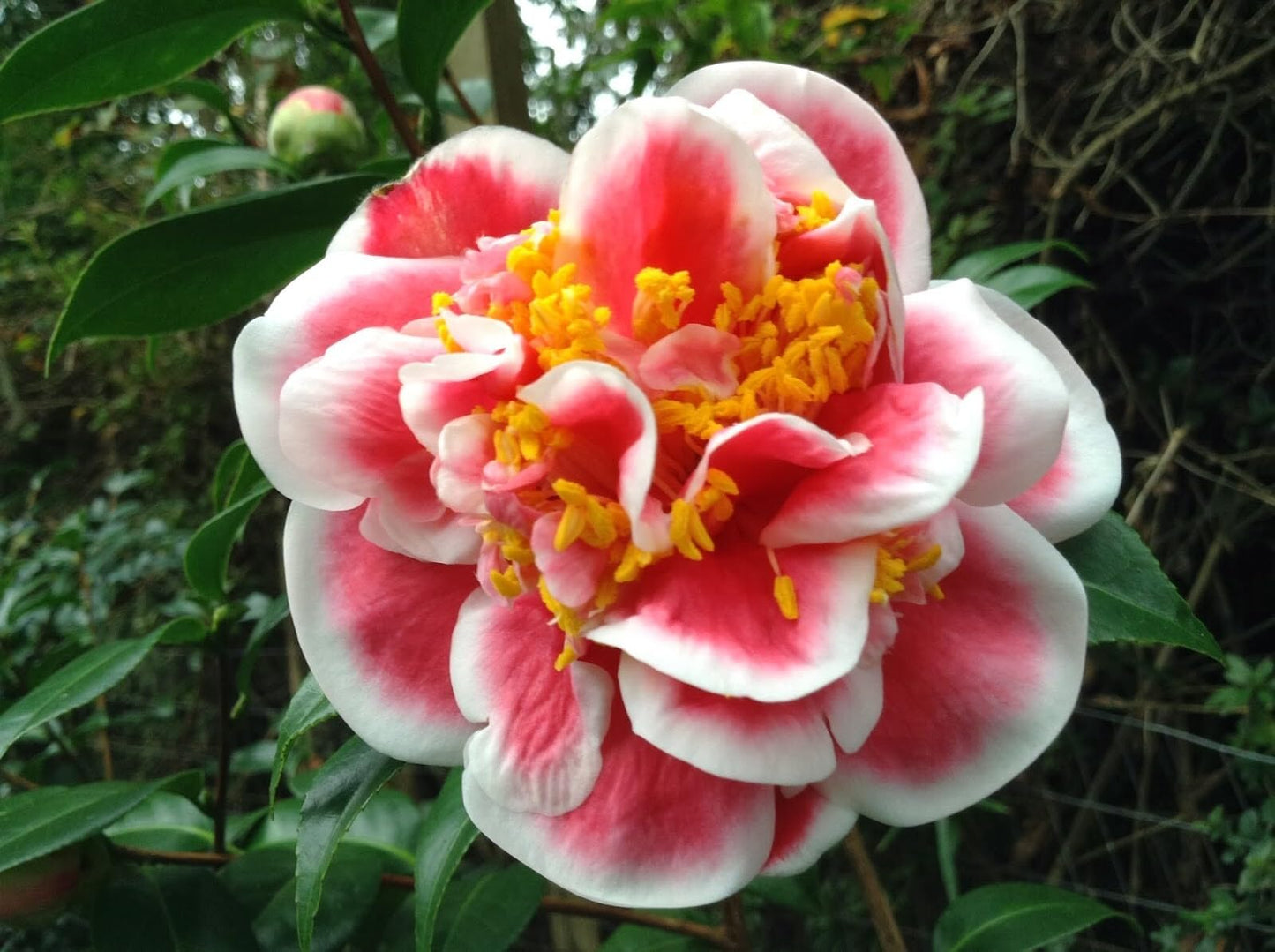 Live Plant - Tama No Ura Unique Bloom Camellia Japonica-Live Starter Plant