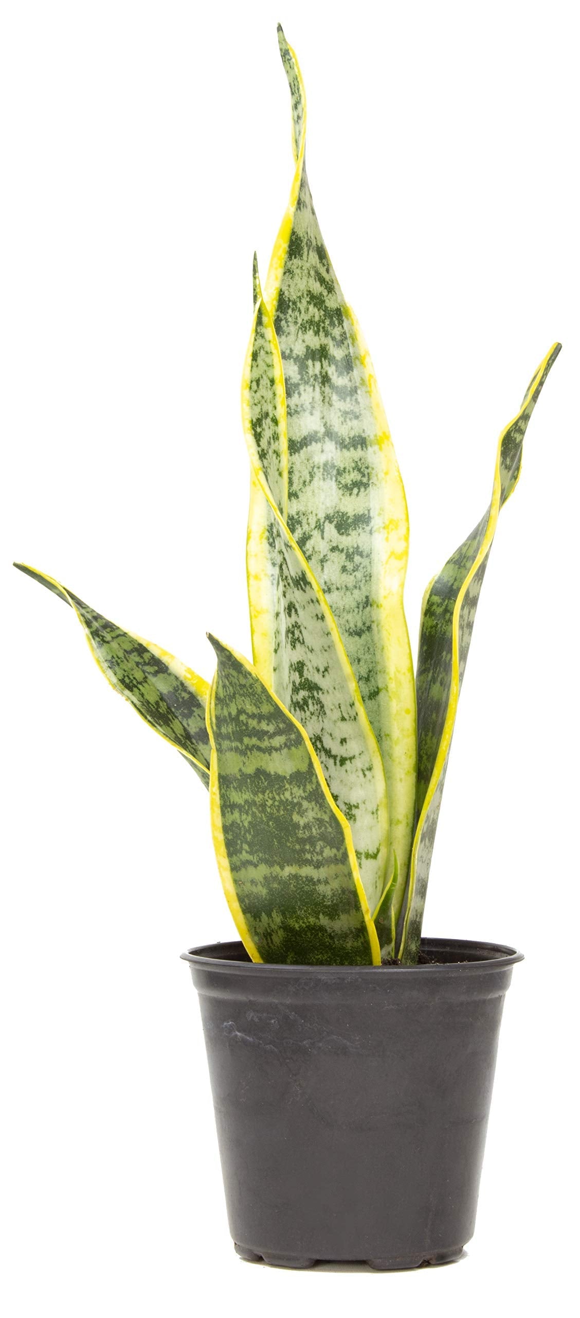 Live Snake Plant + Easy to Grow Houseplants (6-Pack)