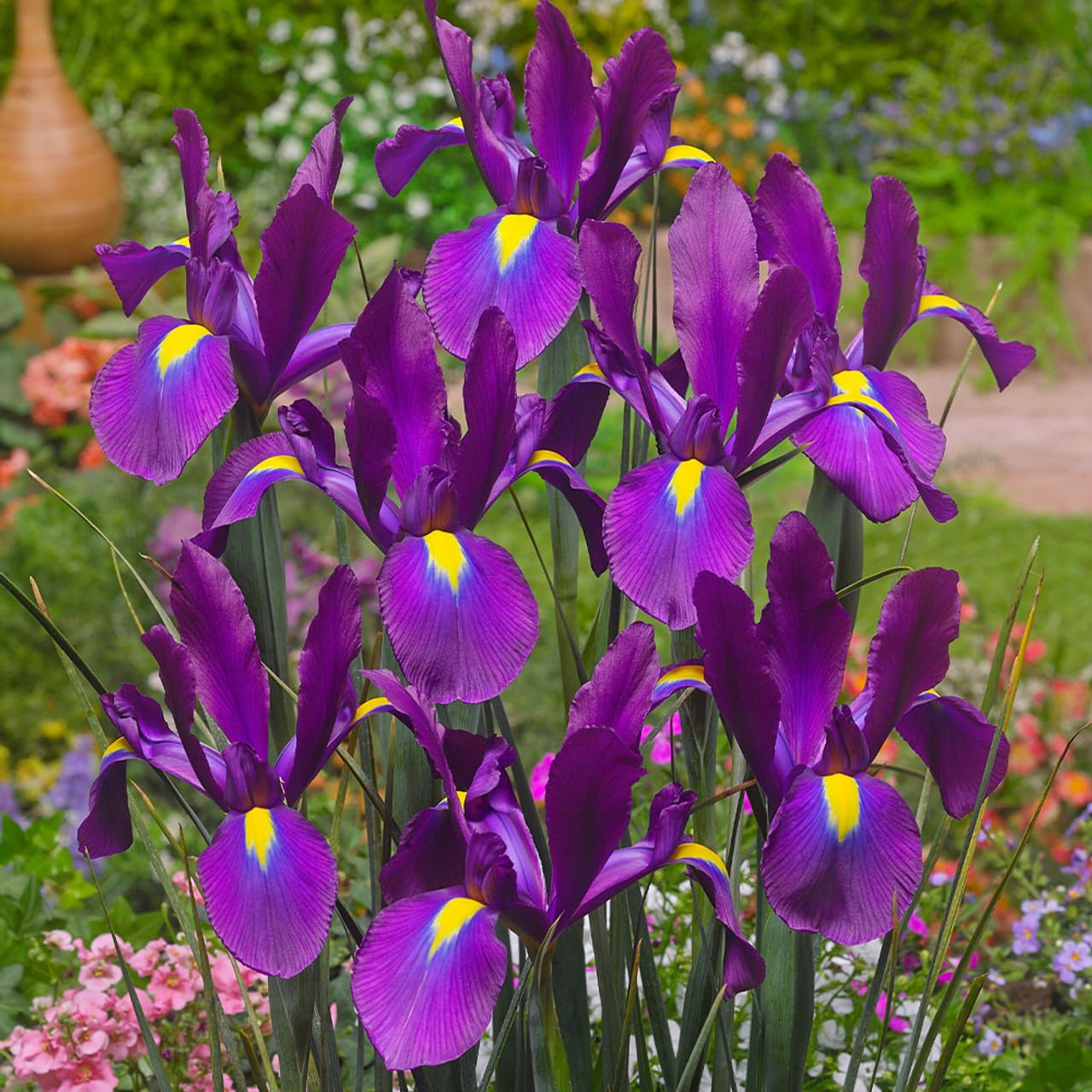 Votaniki Dutch Iris Purple Sensation Bulbs - Stunning Purple & Yellow Blooms for Spring Gardens | Easy to Grow, Perfect for Cutting Gardens, Hardy Perennial Flowers Bulbs (12 Pack)