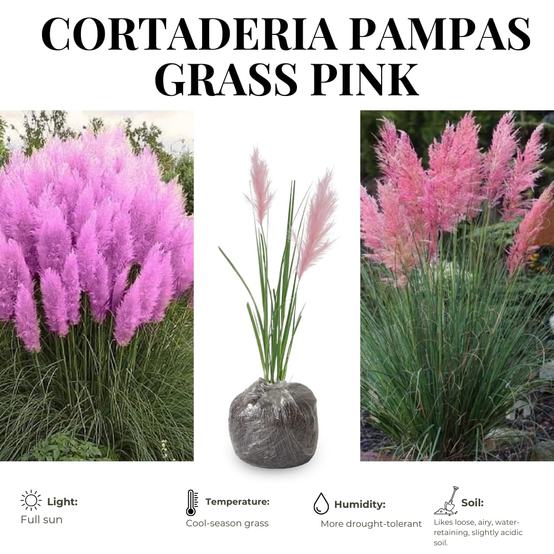 2 Grass Ornamental Grasses Seedlings, Live Grass Perennial Hardy Ornamental Plants, Outdoor Planting, 5-9" Tall (Pink Pampas)