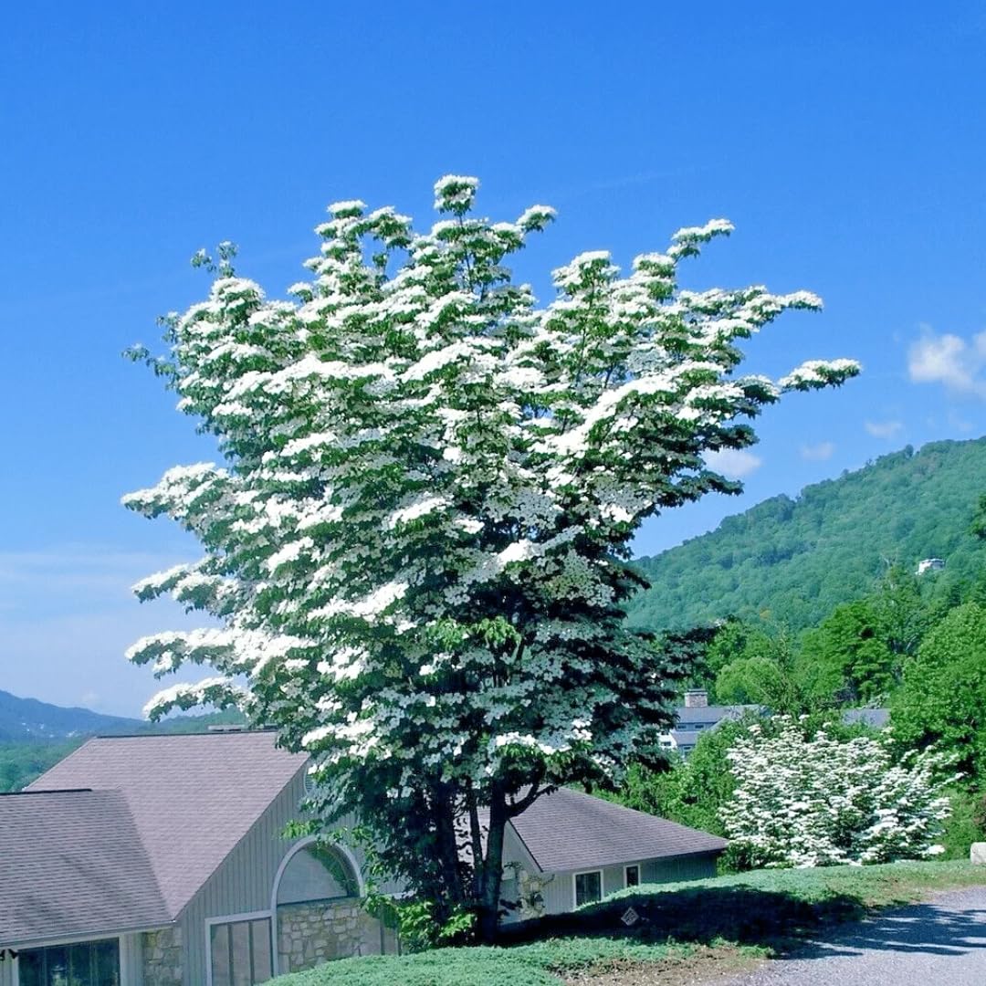 Kousa Dogwood Trees Live Plants in Pot, White Flowering Dogwood Plants Live, 6-12" Tall Bushes for Planting Outside Flower Shrubs