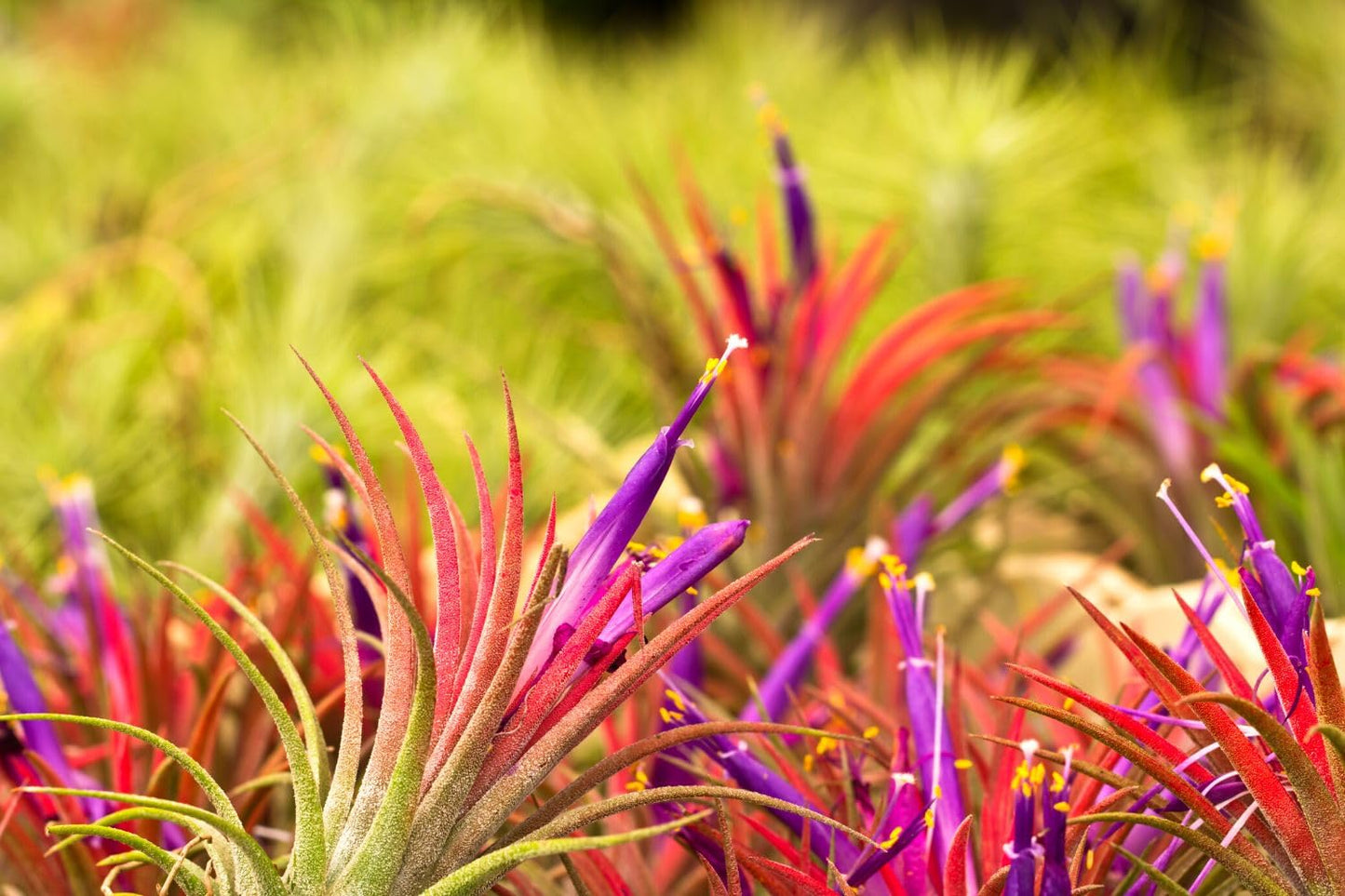 Air Plants Live, 10 Red Tillandsia Air Plants Live Houseplants for Growing Indoors Outdoors, 2 to 3 Inches Tall
