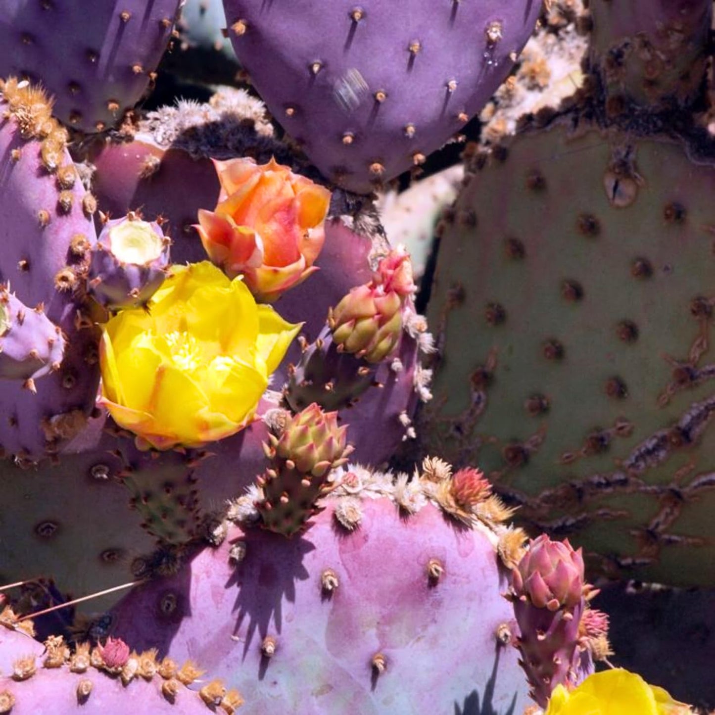 Purple Prickly Pear Cactus Live Plant 6-8 Inches, Cold Hardy Cactus, Outdoor or Container Growing