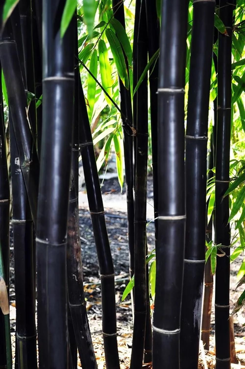 50 Timor Black Bamboo Seeds Perennial Ornamental Seed Privacy