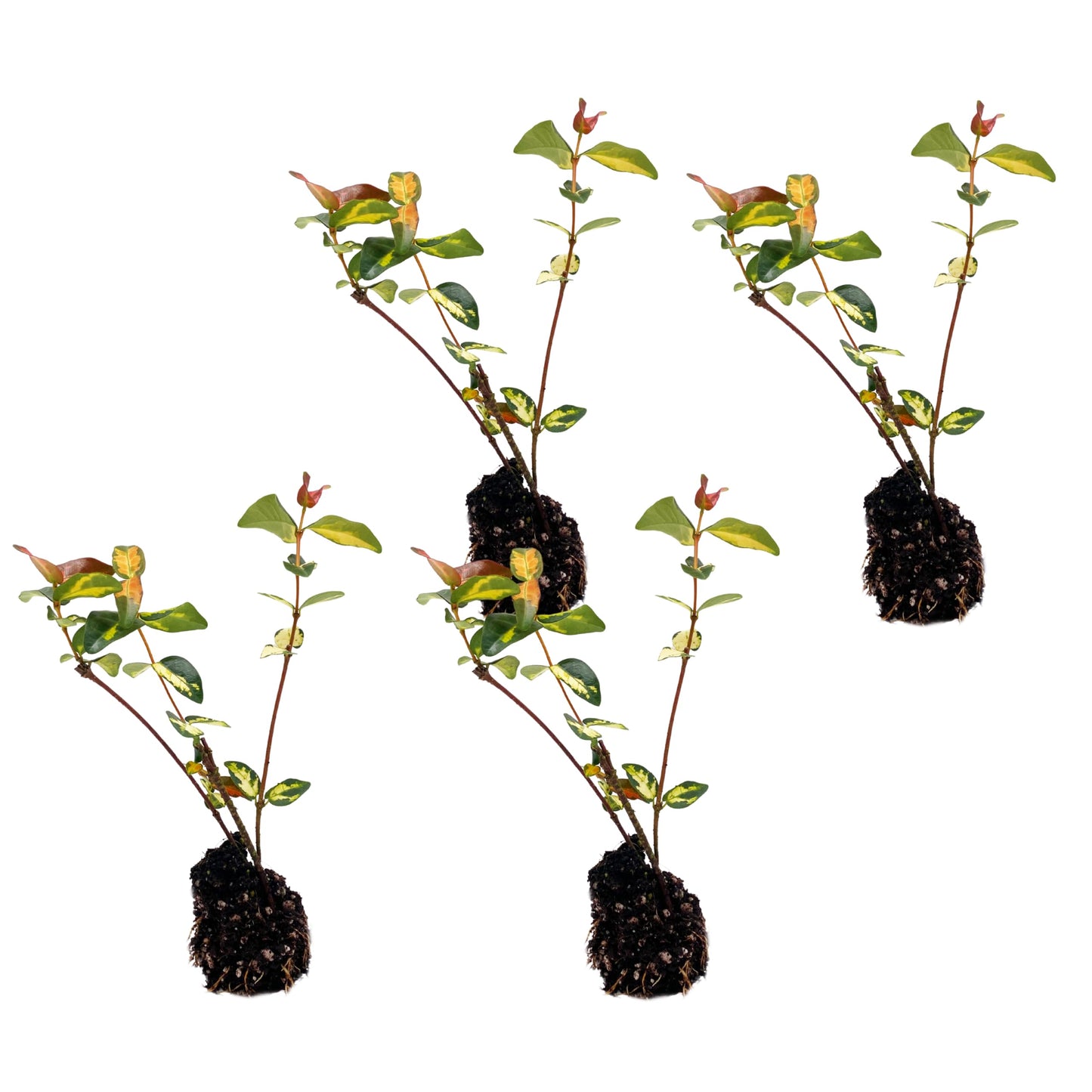 ragnaroc Jasmine Summer 2-6" (Jasminum officinale) 4ct - Live Plant for Indoor Outdoor Use, Garden & Landscaping - Live Arrival Guaranteed