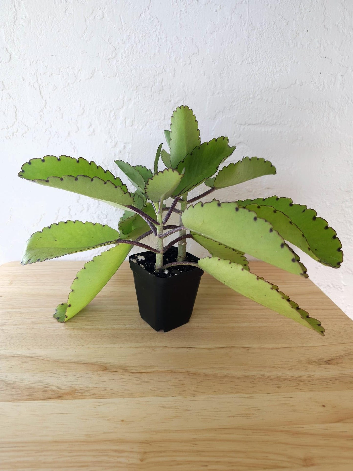 2 Medicinal Kalanchoe Pinnata, Bryophyllum pinnatum, Leaf of Life, Cathedral Bells, Miracle Leaf, Life Plant, Goethe Plant in 2.7" Pot