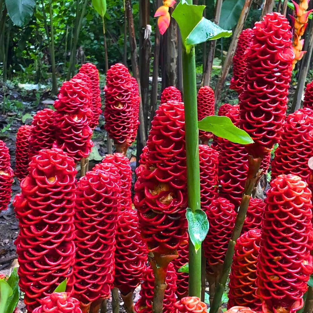 12 Zingiber Zerumbet Awapuhi Shampoo Ginger Roots, Red Pinecone Ginger Rhizomes for Outdoor Planting