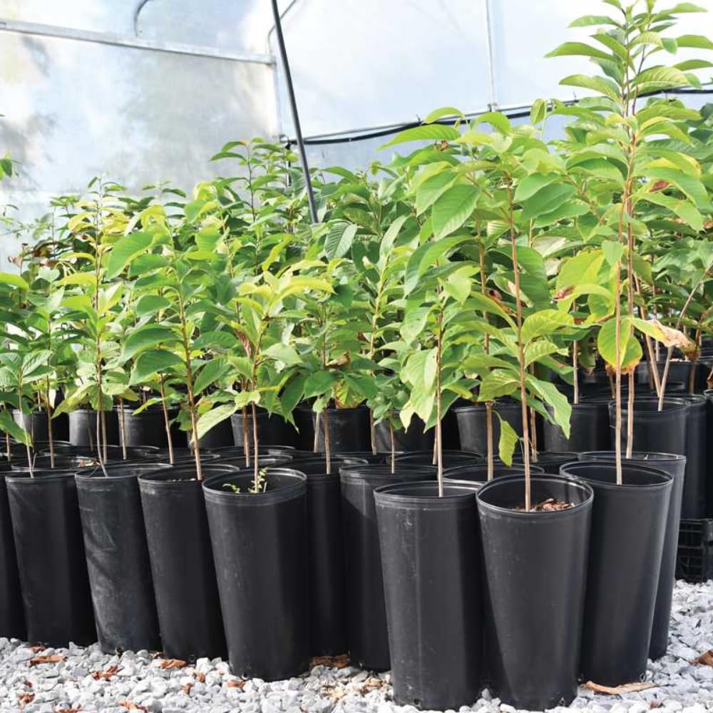2 Common Pawpaw Trees Live Plants Size 1 Year Old, Potted 6-12" Tall Dormant Paw Paw Seedling Plants, Well Rooted, Ornamental Fruit Asimina Triloba