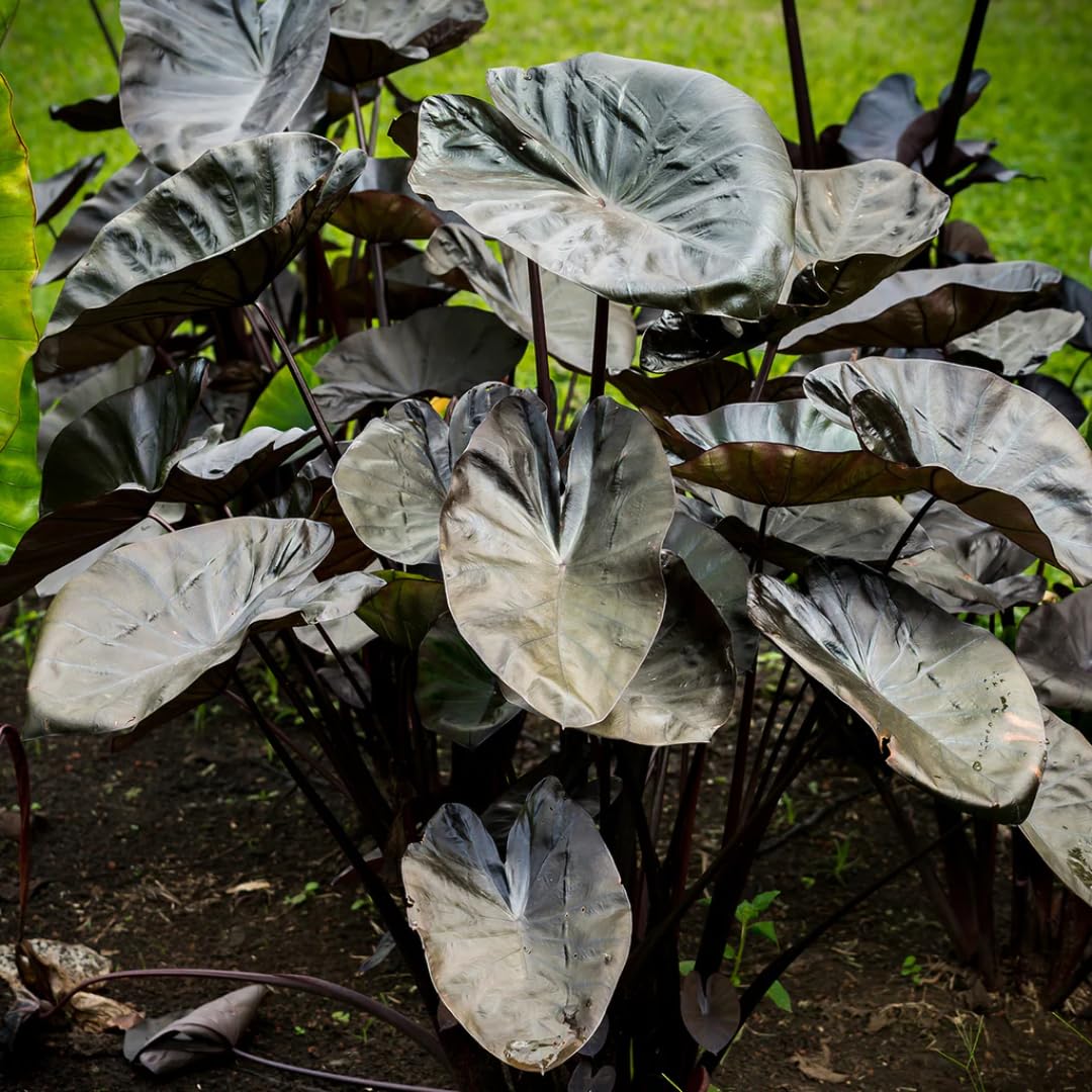 2 Black Coral Alocasia Plants Live Houseplant for Indoor Outdoor Growing, 4 to 8 Inches Tall, Rare and Hardy