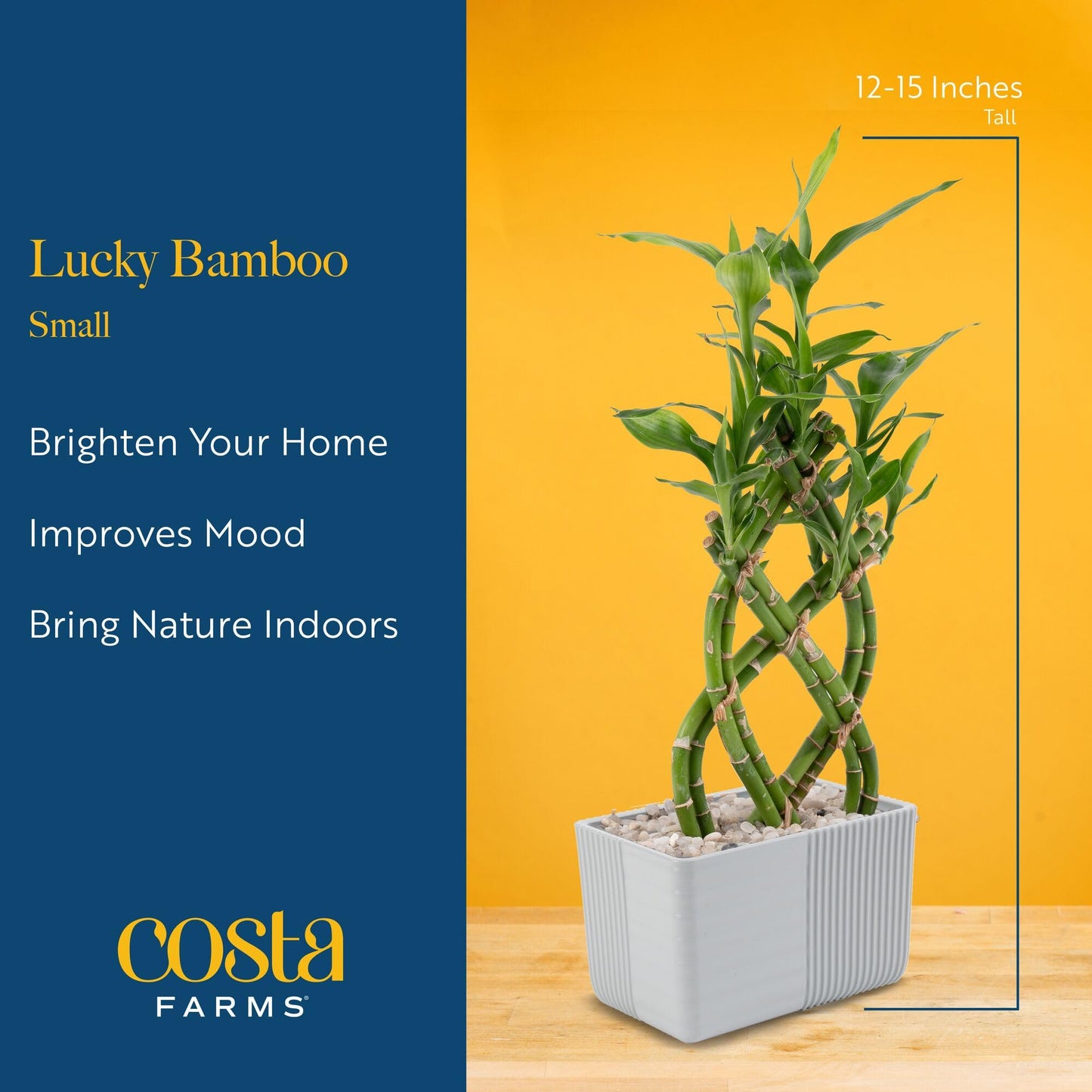 Costa Farms Lucky Bamboo Live Plant in Decorative Pot, Easy to Maintain Indoor Houseplant, Perfect for Home, Room, or Office Decor, Great House Warming or Birthday Gift, 12-15 Inches Tall