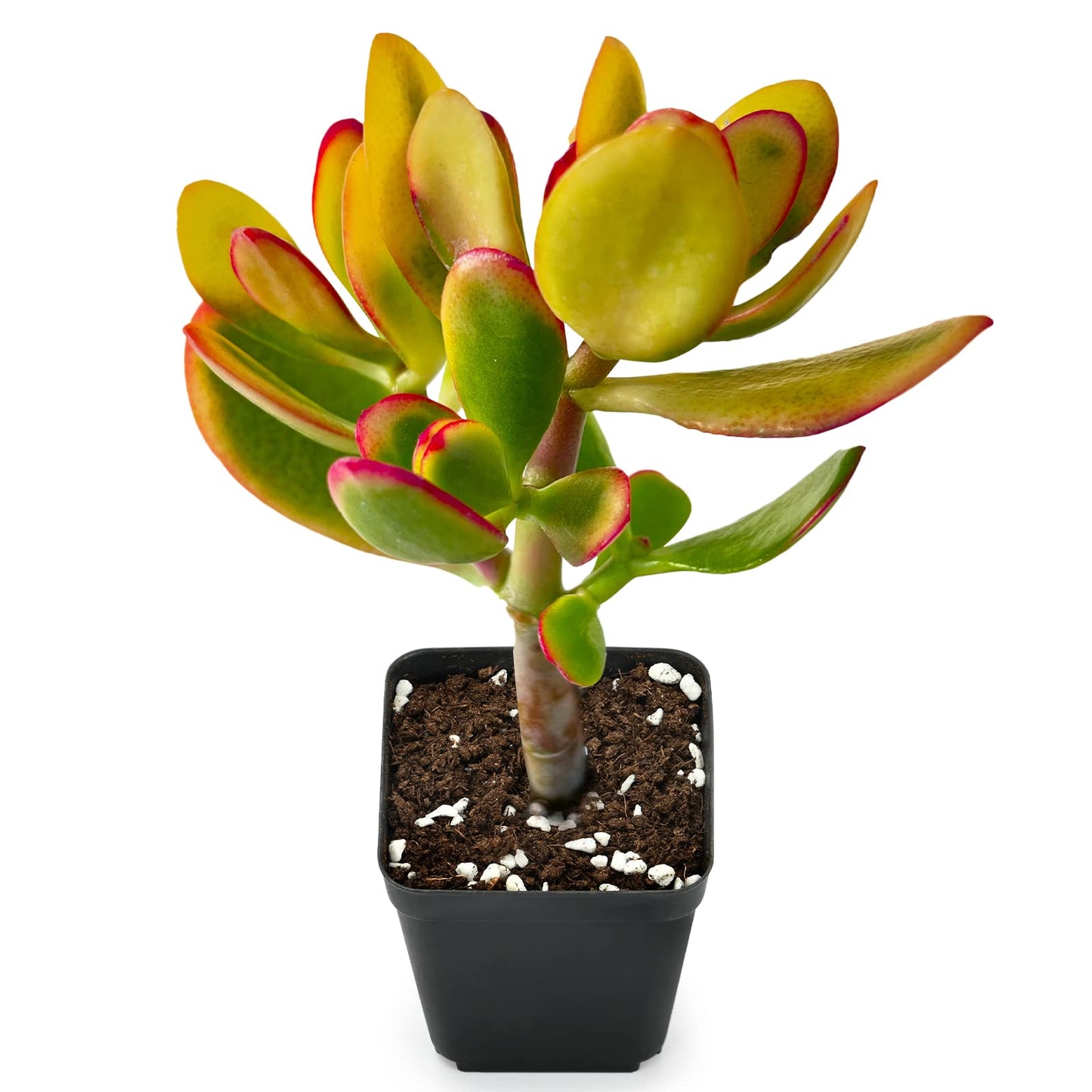 Sprout N Green Jade Succulent Collection, 4 Live Succulent Plant Fully Rooted in 2inch Starter Pot, Home Office Indoor Outdoor Wedding Decoration DIY Projects Party Favor