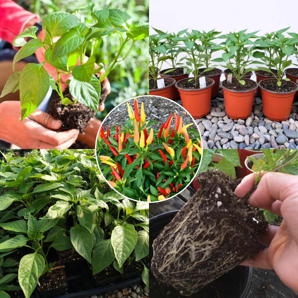 Pepper Plants Live for Planting, in 4" Pot, Hot Chili Pepper for Indoor and Outdoor Growing (Medium Hot Pepper)