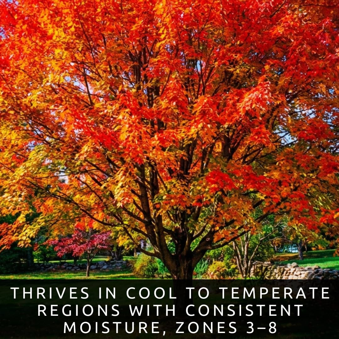 Amur Maple Tree Live Plants (Acer ginnala) – Brilliant Red Fall Foliage – Hardy Ornamental Landscape Tree – Fast Growing Compact Maple – Well Rooted Starter Sapling (1 Tree)