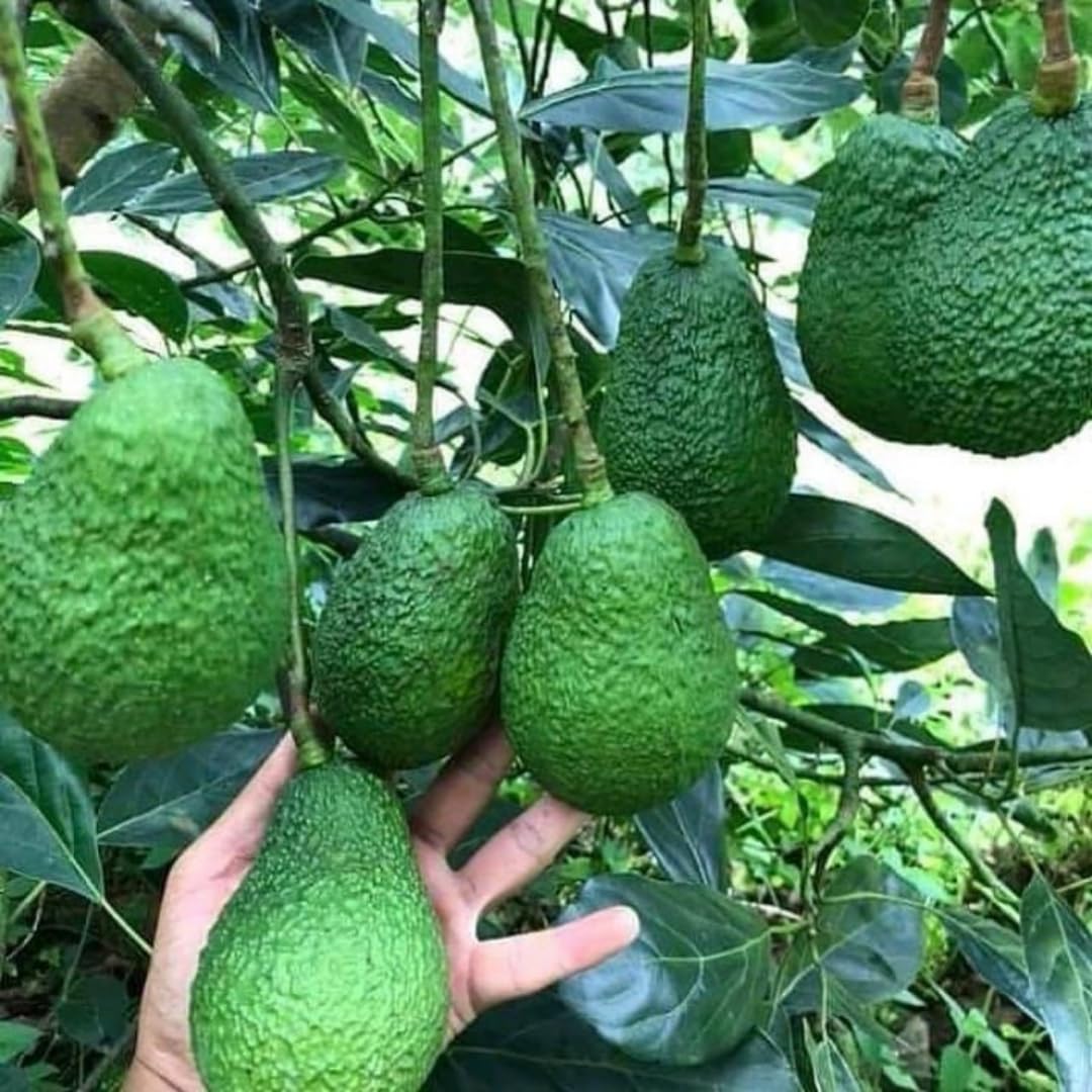 2 HASS Avocado Plants Live Trees in Pot, 8 to 15 Inches Tall, Cold Hardy