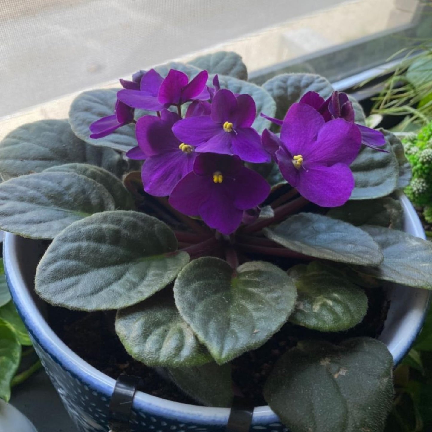African Violets Live Plant in 4 Inch Pot, Purple Blooms, Perennial Flower Houseplant African Violet Plant for Indoors Outdoor Garden