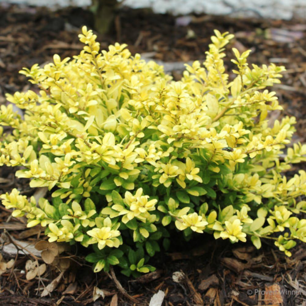 Glow Holly Plant Live in 4 Inch Pot, Japanese Holly Bush Live Plant for Planting, Winterberry Holly Shrub