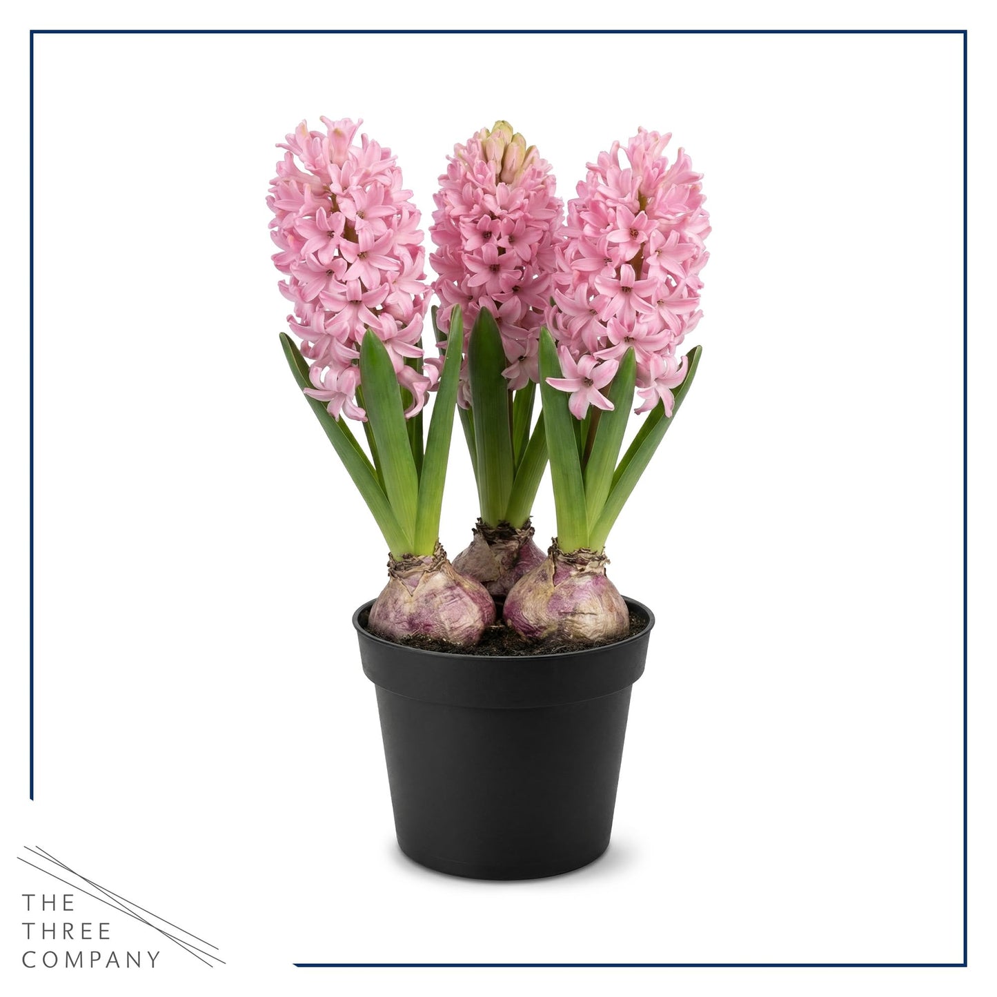 Live Flowering Hyacinth - Pink, Beautiful Spring Bulbs, Ships Dormant in 1.25 Quart Pot with Deco Cover, Blooms in 2-3 Weeks