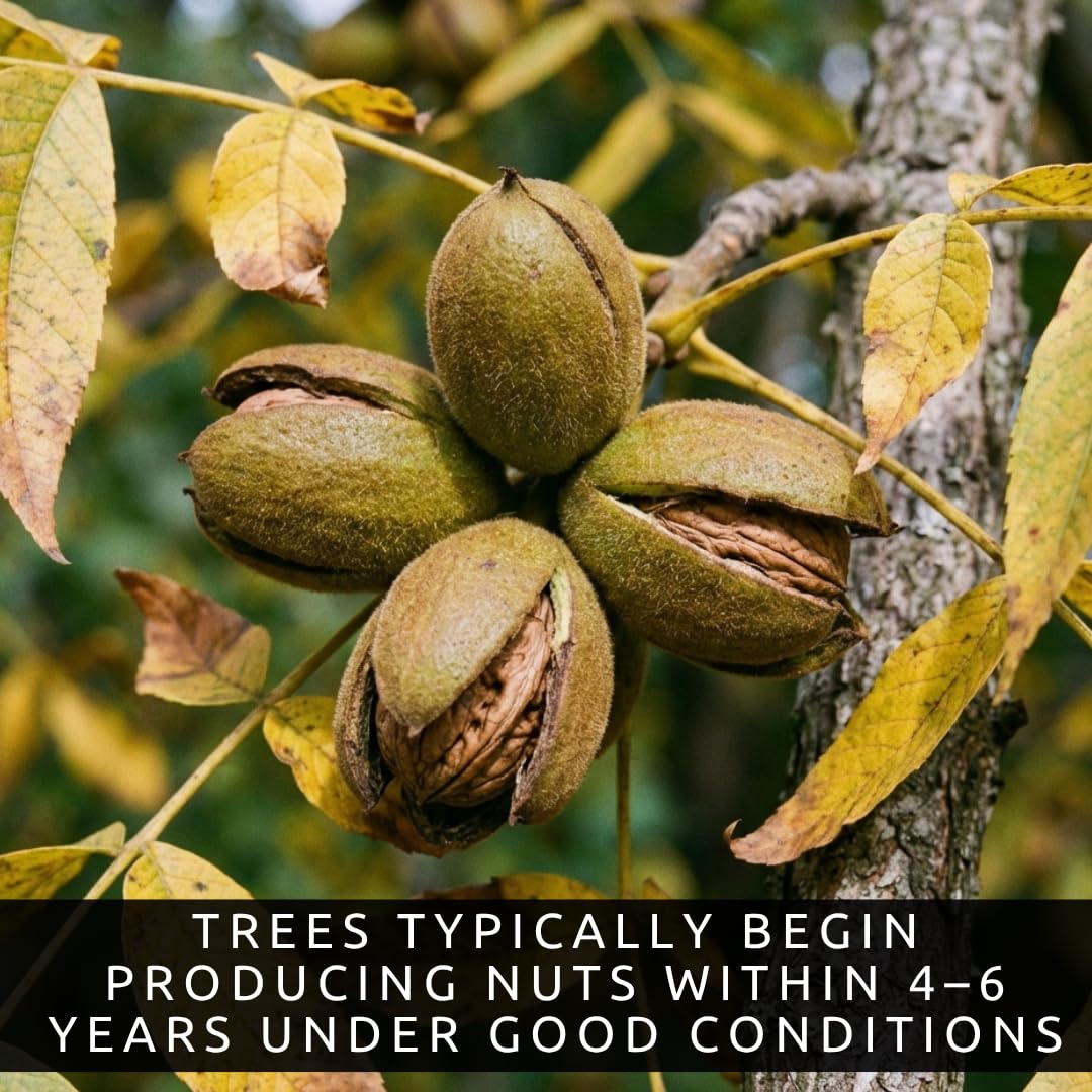 3 White Walnut Trees Live Plants – Butternut (Juglans cinerea) Seedlings – Hardy Native Nut Trees for Outdoor Planting, Backyard Orchard & Edible Landscape – Fast Growing Shade Trees (3 Pack)